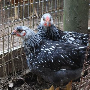 Silver Laced Wyandottes