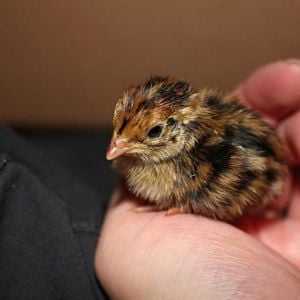 day old quail