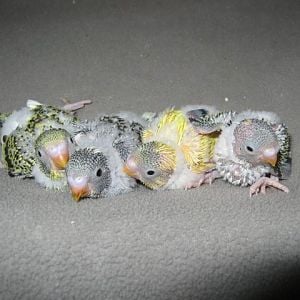 parakeet babies