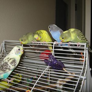 parakeet babies grown up