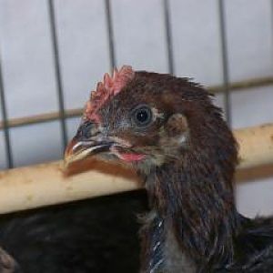 A young partridge rock rooster.