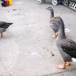 Henry, Penelope and Libby
