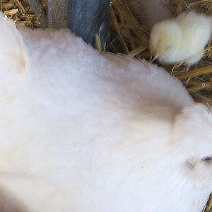 Whitie and her first chick.