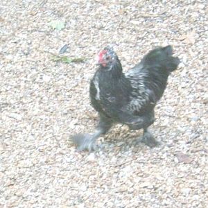 Darth Vader, an ornamental bantam, strutting around looking for something fun to do.