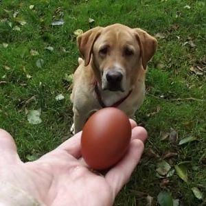 Doggie thinks he wants a treat?