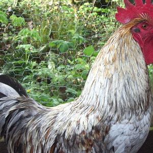 Splash Copper Marans cockerel.