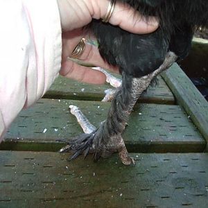 Good leg feathering and leg color on a Marans cockerel.