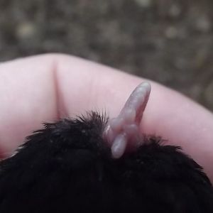 Carnation comb on a 1 month old Marans cockerel.