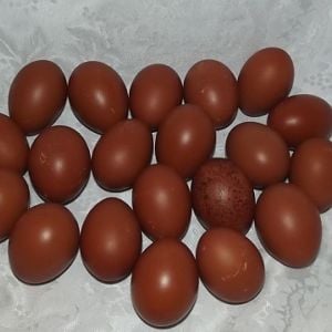 Eggs from Blue Copper and Splash Copper Marans