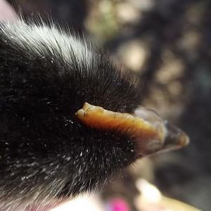 Carnation comb on a 3 week old cockerel.