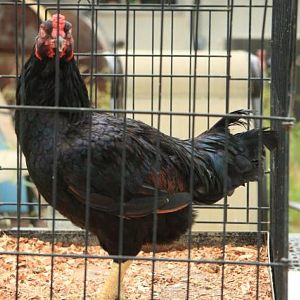 Young Dark at 20 weeks