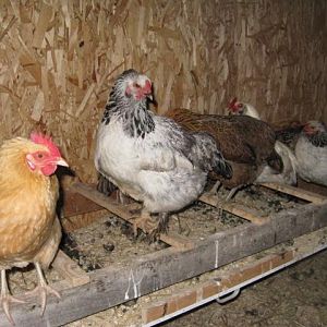hens on roost, poop boards with hay or pine shavings make it easy to clean