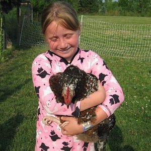 Abby the best chicken catcher