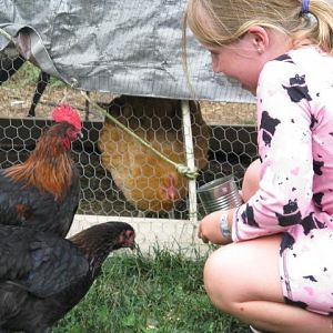 Abby and her favorite rooster Rusty