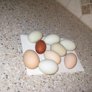 First Maran egg