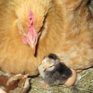Buffy and some of her chicks 2010