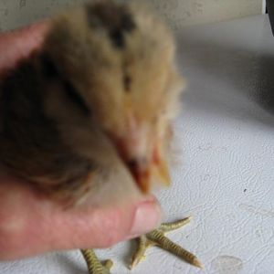 cross beak, 2010 ...Hatchery hen