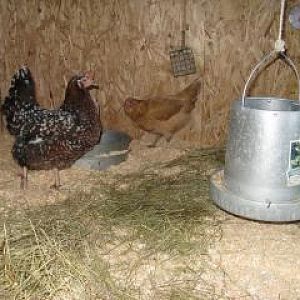 inside big coop