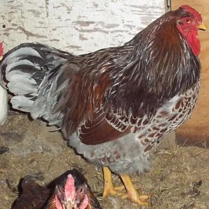 Handsome Blue Laced red Dude!