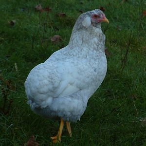 Splash Cuckoo Araucana hen