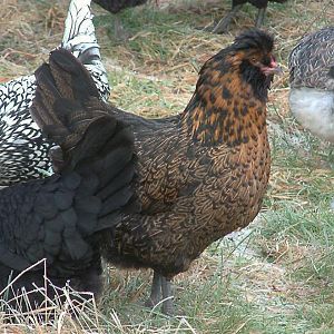 Easter Egger pullet, taken fall 2011