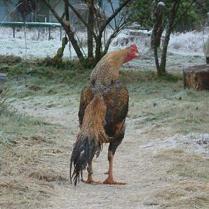 Shamo cock crowing. Taken late fall 2011. I will miss him.