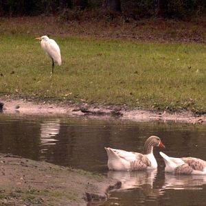 Egret visiting the geese.