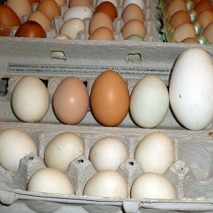 Our first goose egg on the far right: Beside chicken eggs for comparison.
