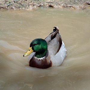Doodles our Mallard drake.