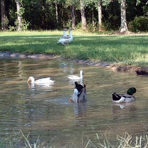 Ducks playing under John's watchful eye.