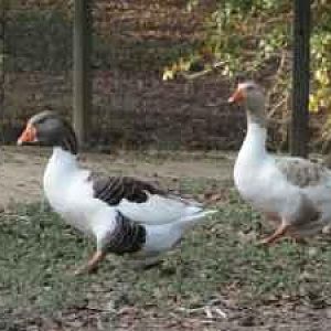 A couple of geese from the flock where I purchased John and Jean.