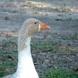 A close-up of John the day we brought him home in 2011.