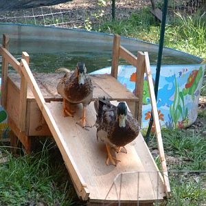 Waddles and Doodles and the duck ramp.