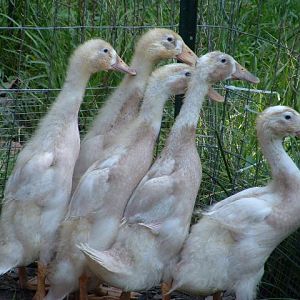 Our Runner ducks, Wadell, Buttercrunch, Puddles, Paddles, and P Ducky at 4 weeks.