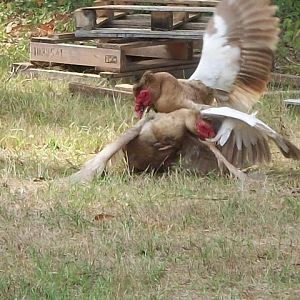 Chocolate Muscovy drake fight