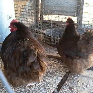 Chocolate Orpington Bantam - Warner, Oklahoma