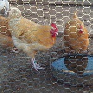 Lemon Cuckoo Orpington - warner, Oklahoma