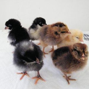 Our very first chicks. March 2010