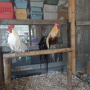 Teacup and Night star