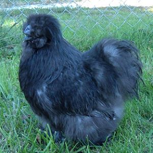 Blue silkie cockerel, hatched from Catdance Silkie eggs