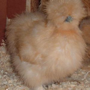Buff chick