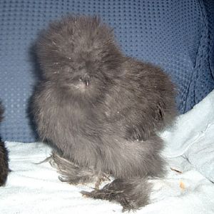 Blue silkie pullet as a youngster, hatched from Three Cedars Silkies eggs
