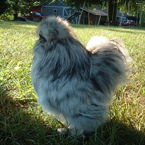 Roy, splash cockerel