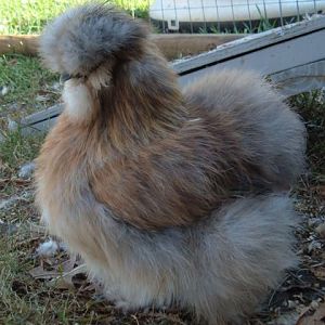 Porcelain pullet, hatched from Catdance silkies eggs