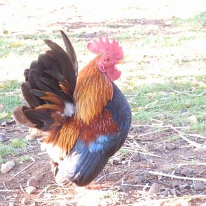 main breeding rooster Prince