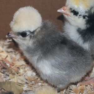 Polish chicks (look like bingo daubers to me)