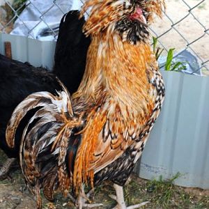 Crazy colored Phoenix rooster (sold)  Wish I still had him.  Can't show him. but he is gorgeous!