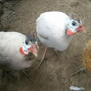Lite lavendar & Buff Dundotte guinea hens.