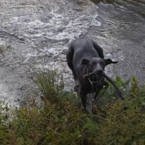 Gabby, my father's weim.