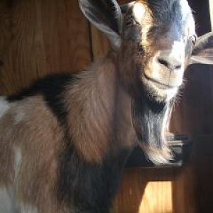 A very sweet buck.